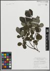 Foto von Salix appendiculata Vill. x Salix aurita L.
